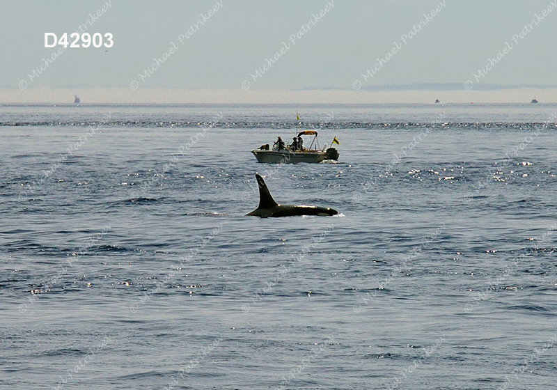 Killer Whale (Orcinus orca)